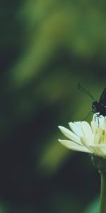 Animals,Flower,Focus,Macro,Wings,Butterfly,Pattern