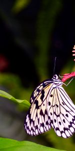 Animals,Flower,Insect,Macro,Wings,Butterfly,Pattern