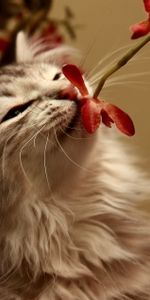 Animals,Flower,Kitty,Smell,Kitten