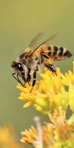 Animales,Flor,Macro,Florecer,Floración,Insecto,Abeja