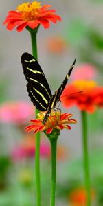 Animals,Flower,Macro,Petals,Wings,Butterfly,Pattern