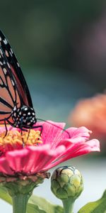 Animals,Flower,Petals,Wings,Butterfly