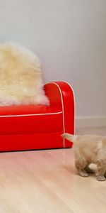 Animals,Flower,Puppy,Red Sofa