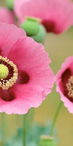 Fleurs,Animaux