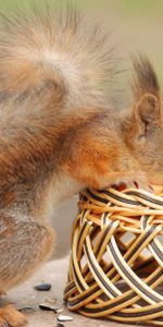 Animals,Flowers,Basket,Climb,Curiosity,Squirrel