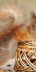 Animals,Flowers,Basket,Tail,Curiosity,Squirrel