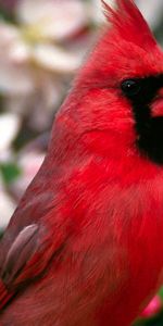 Fleurs,Beau,Oiseau Rouge,Plumes,Belle,Animaux