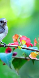 Animals,Flowers,Bird,Blur,Branch,Smooth