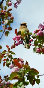 Animals,Flowers,Bird,Flowering,Branch,Bloom