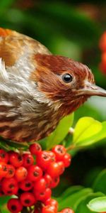 Animals,Flowers,Bird,Sparrow,Branches,Rowan