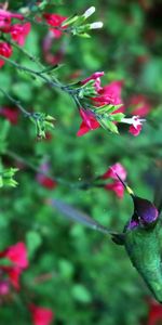 Animals,Flowers,Bird,Traffic,Movement,Humming Birds,Wings