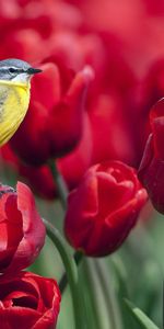 Animals,Flowers,Bird,Tulips