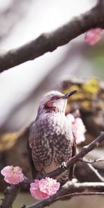 Animals,Flowers,Bird,Wood,Tree,Flowering,Bloom