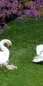 Bois,Cygnes,Arbre,Canetons,Animaux,Herbe,Fleurs,Oiseaux