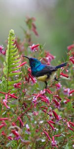 Flores,Arbusto,Pájaro,Néctar,Animales