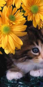 Animaux,Fleurs,Chats