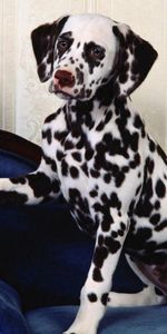 Dalmatien,Dalmatiens,Animaux,Fauteuil,Fleurs,Vase,Chien