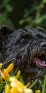 Animals,Flowers,Dog,Muzzle,Protruding Tongue,Tongue Stuck Out