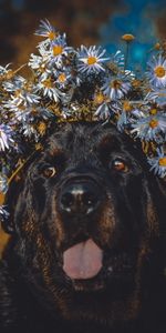 Animals,Flowers,Dog,Muzzle,Tongue Stuck Out,Protruding Tongue,Wreath