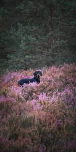 Animals,Flowers,Dog,Pet,Field