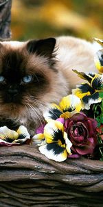 Animals,Flowers,Fluffy,Basket,Cat