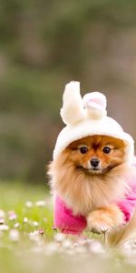 Animals,Flowers,Grass,Costume,Spitz