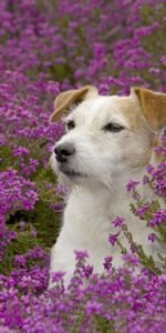 Animals,Flowers,Grass,Dog,Muzzle