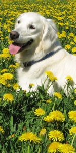 Animals,Flowers,Grass,Dog,Stroll,Labrador Retriever