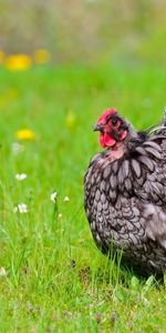 Animals,Flowers,Grass,Field,Hen