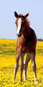 Animals,Flowers,Grass,Field,Stallion