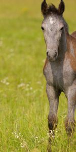 Animales,Hierba,Campo,Paseo,Semental,Flores