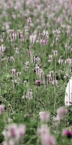 Animals,Flowers,Grass,Hare,Field