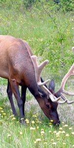 Animales,Flores,Hierba,Trompetas,Cuernos,Ciervo