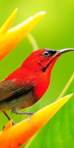 Animals,Flowers,Grass,Leaves,Bird