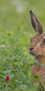 Animals,Flowers,Grass,Muzzle,Fright,Hare