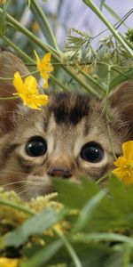 Animals,Flowers,Grass,Muzzle,Kitty,Kitten