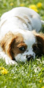 Animals,Flowers,Grass,Muzzle,Puppy