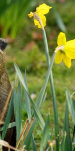 Animals,Flowers,Grass,Nature,Monkey