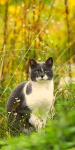 Animals,Flowers,Grass,Pet,Cat