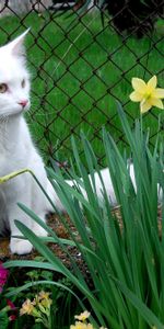 Animals,Flowers,Grass,Sit,Flower Bed,Flowerbed,White Cat,Cat