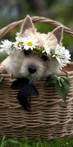 Animals,Flowers,Grass,Sit,Muzzle,Basket,Dog,Wreath