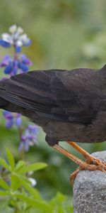 Herbe,Asseoir,S’Asseoir,Fleurs,Grive,Animaux,Oiseau,Muguet