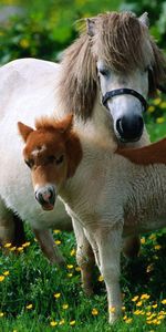 Chevaux,Flâner,Étalon,Fleurs,Herbe,Promenade,Famille,Animaux,Une Famille