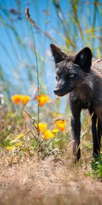 Animals,Flowers,Grass,Stroll,Unusual,Fox