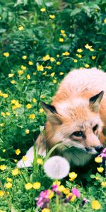 Animals,Flowers,Grass,Wildlife,Beast,Fox