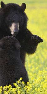 Animals,Flowers,Grass,Young,Joey,Bears