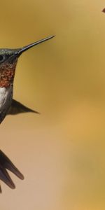 Animaux,Colibris,Oiseau,Fleurs