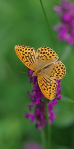 Animals,Flowers,Insect,Mother Of Pearl,Perlamutovka,Wings,Butterfly