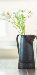 Chaton,Animaux,Minou,Parquet,Fleurs,Vase