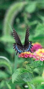 Animals,Flowers,Leaves,Macro,Wings,Butterfly,Pattern